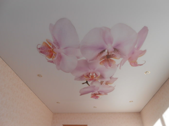 meregangkan kanvas dengan gambar orkid