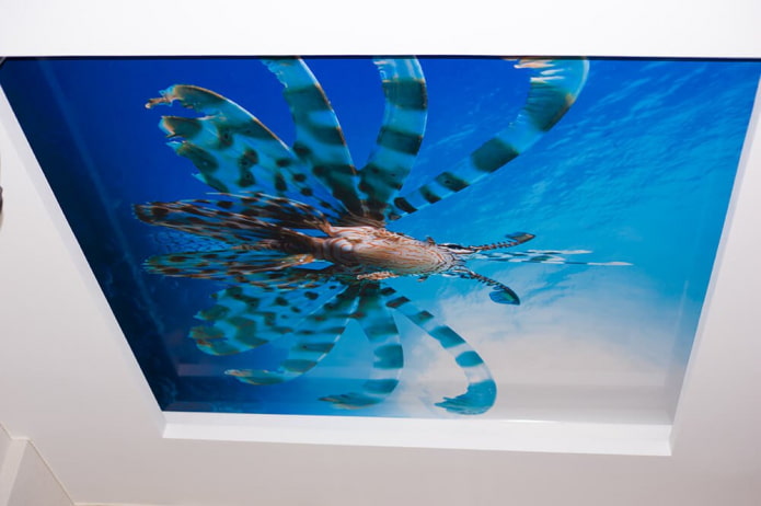 meregangkan kanvas dengan percetakan foto dunia bawah laut