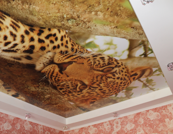leopardo audinys