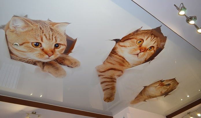 plafond avec une photo de chatons