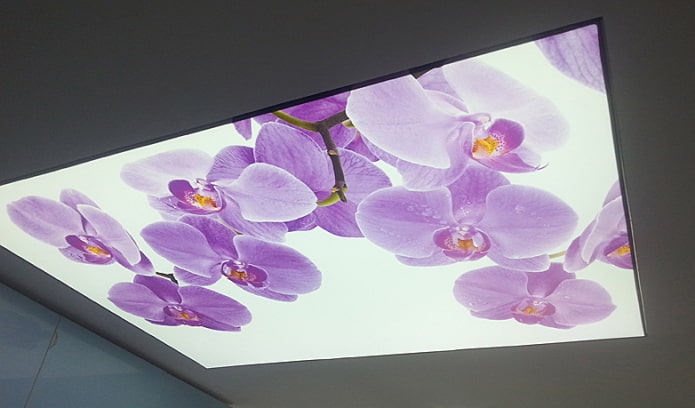 strop orchidey