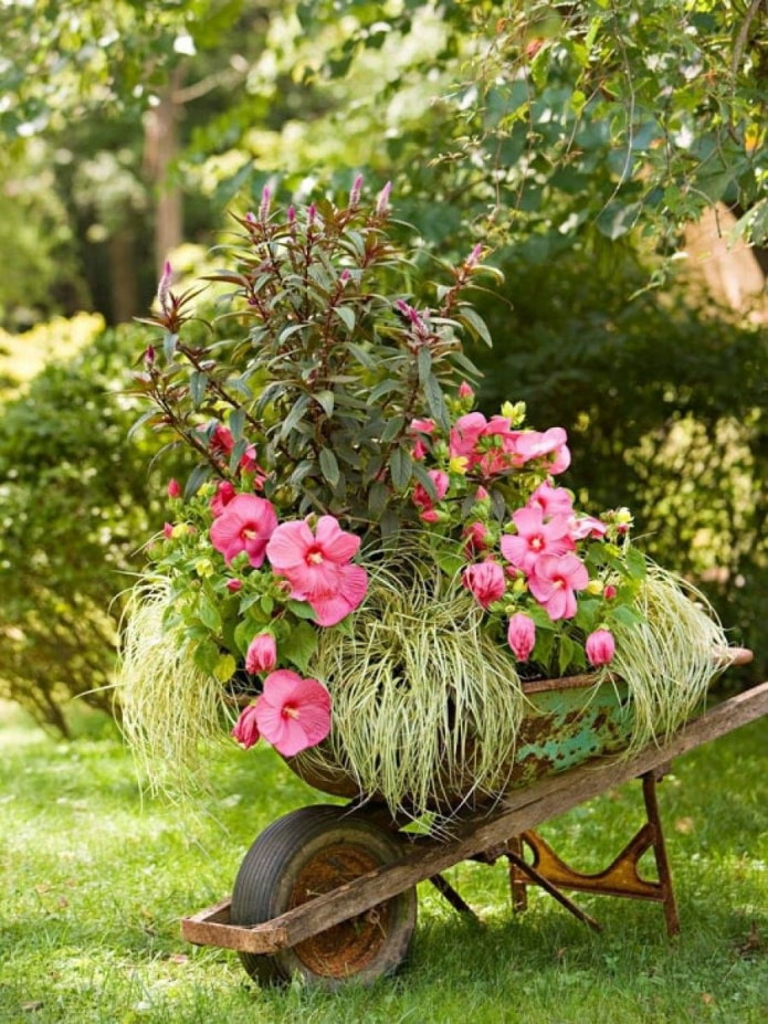 Hoa trên xe cút kít
