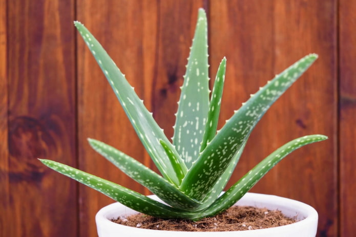 Aloe in vaso bianco