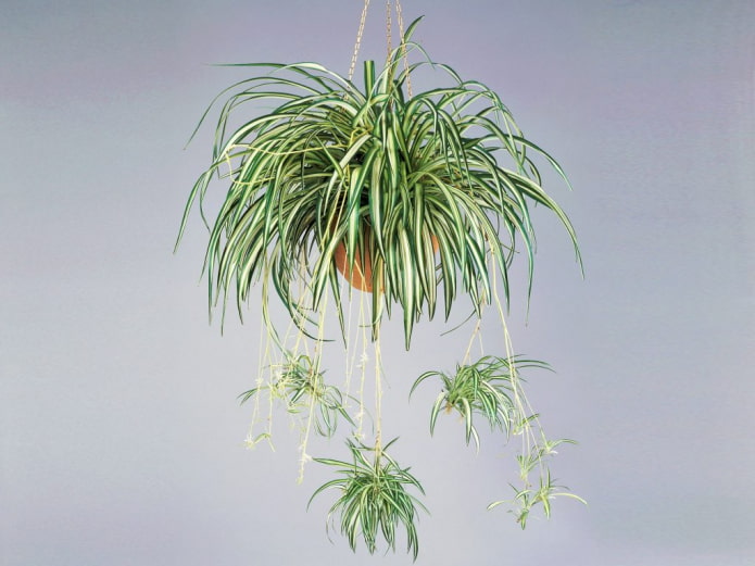 Chlorophytum in een hangende plantenbak