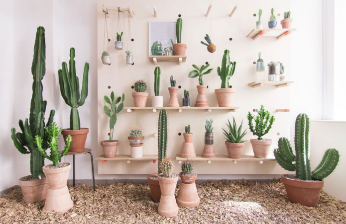 Kolekce kaktusů v interiéru