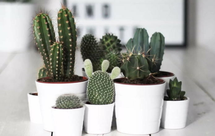 Cactus dans des pots blancs