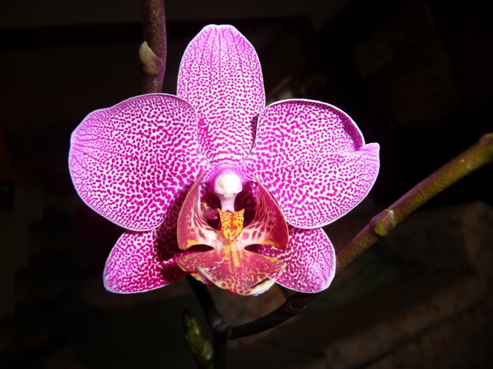 Bunga Phalaenopsis