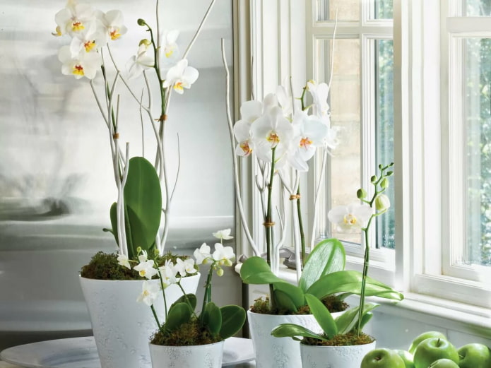 Bílá phalaenopsis v interiéru