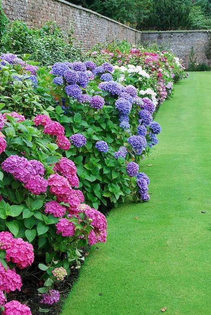 farvet hortensia langs hegnet