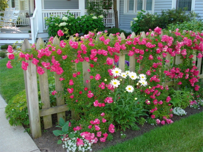 bloemen bij het houten hek