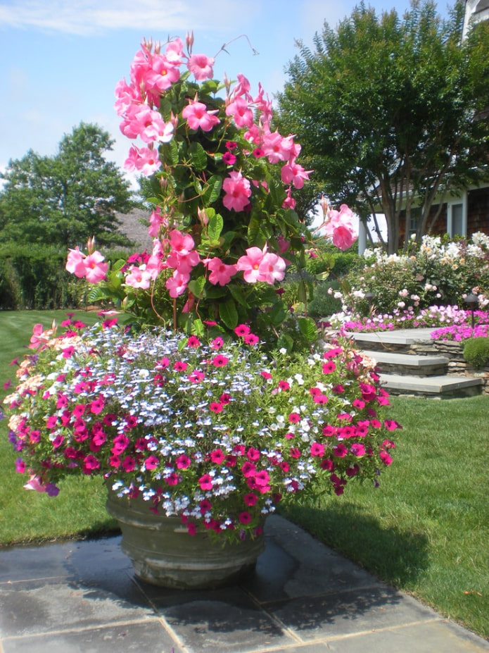 Parterre de fleurs en forme de fontaine