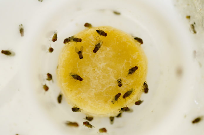 prévention des mouches des fruits en cuisine