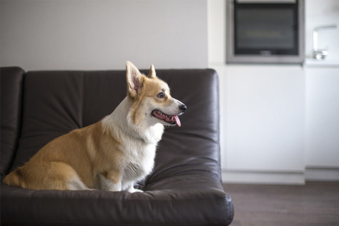 Šuo ant odinės sofos
