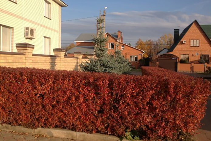 Lindung nilai dari cotoneaster yang bersinar pada musim gugur