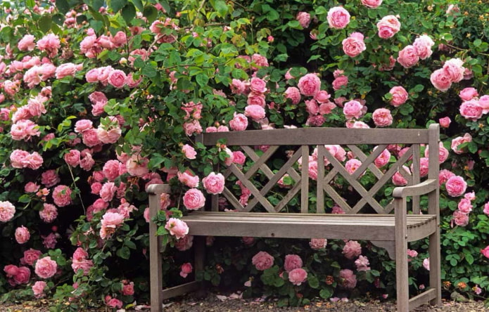 Siepe di rose in giardino