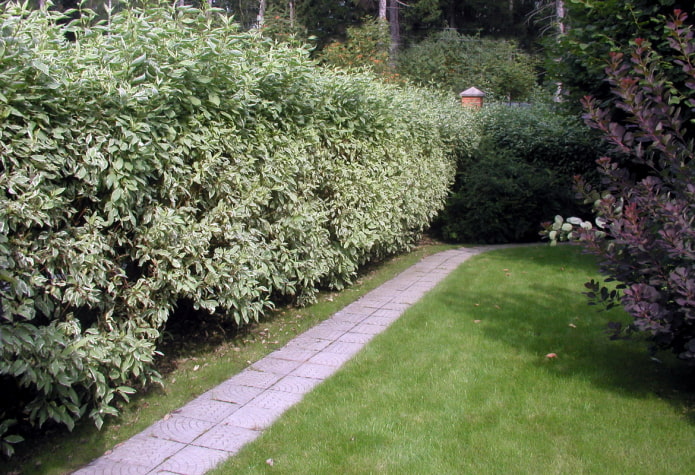 Derain in the design of a hedge