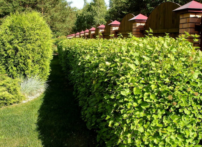 Živý plot zo zeleného močového mechúra