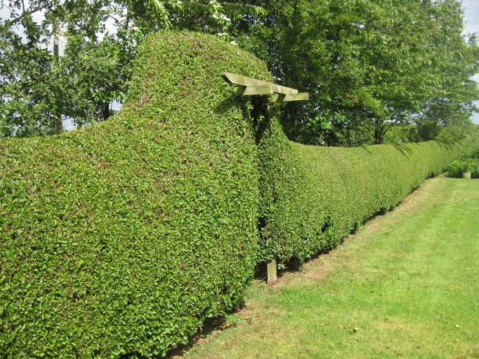 Privet hedge with arch