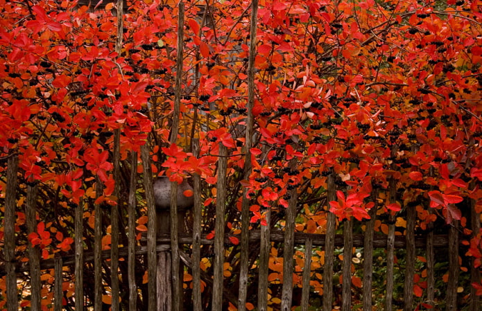 Živý plot z arónie na jeseň
