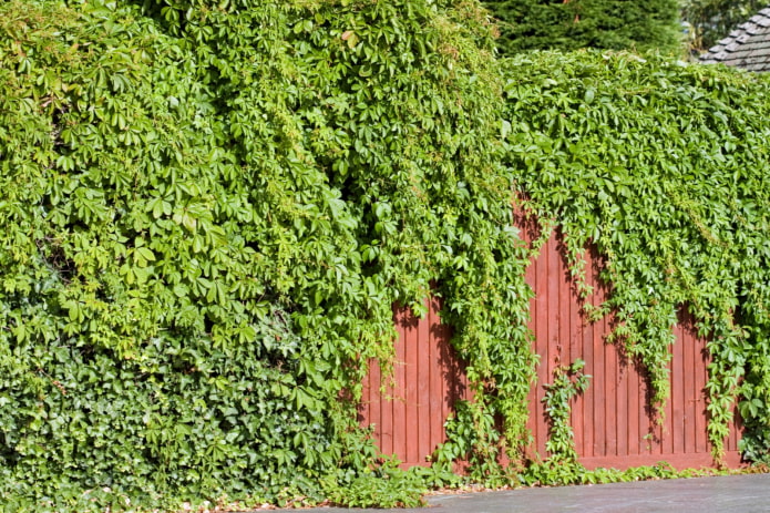 ivy em uma cerca de ferro