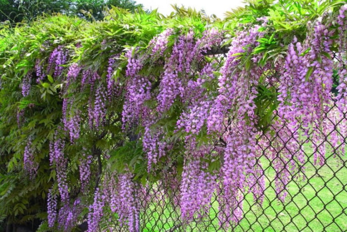 wisteria pe gard