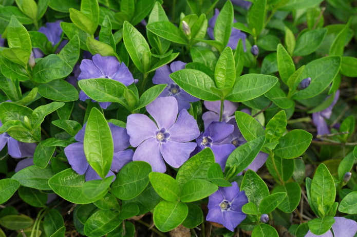 blomster periwinkle