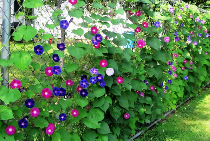 Chain-link fence with morning glory