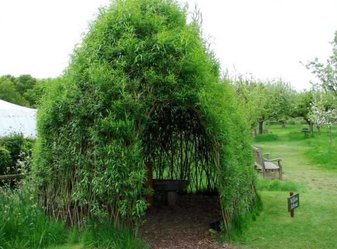 Arbor willow