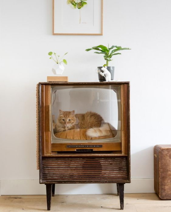 قطة على شاشة التلفزيون