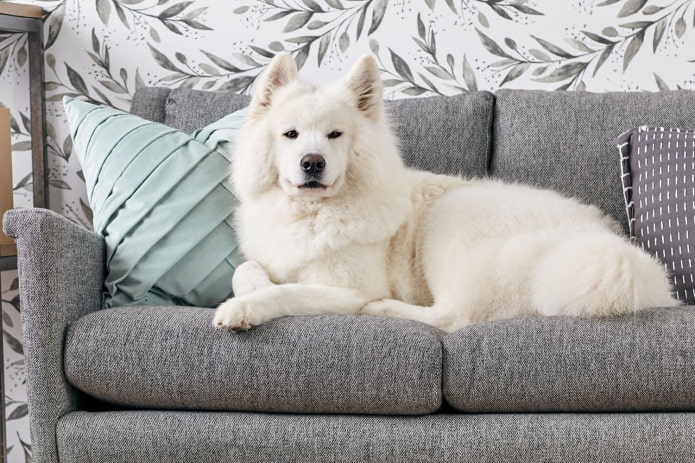 anjing di sofa
