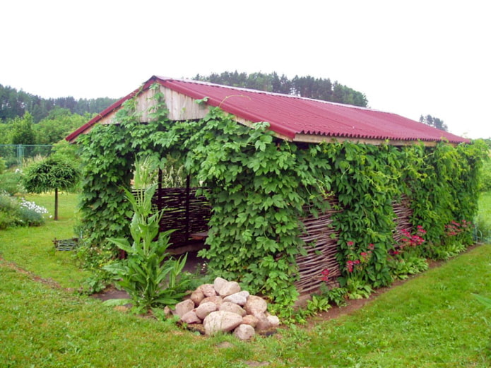 Grønt havepavillon med druer