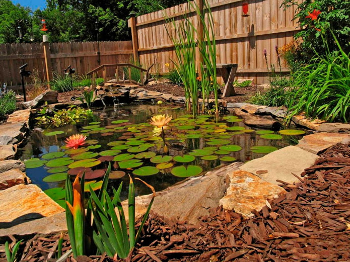 rybník s rostlinami v zahradě