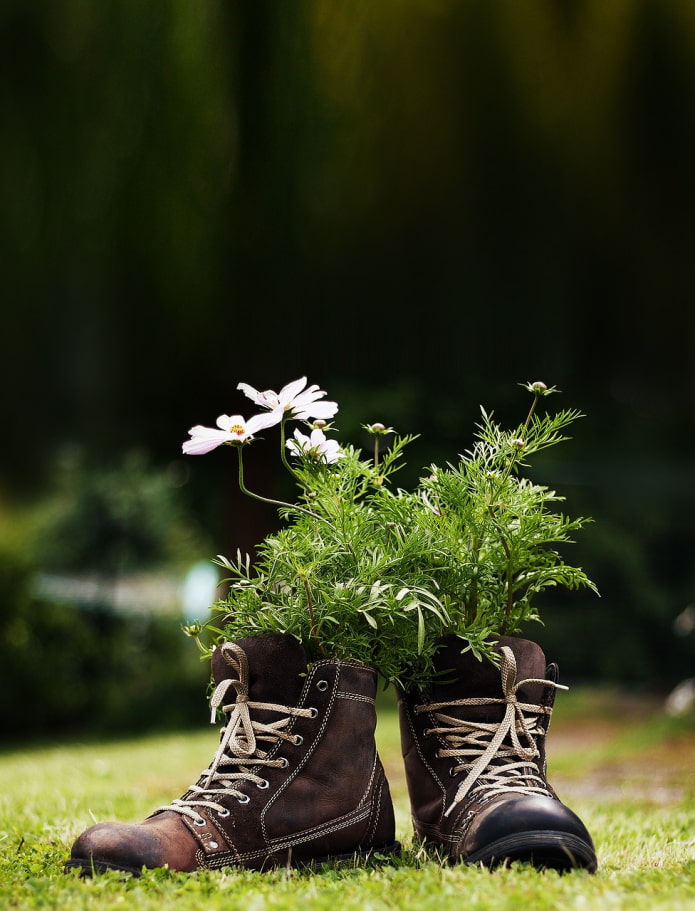 الزهور في الأحذية