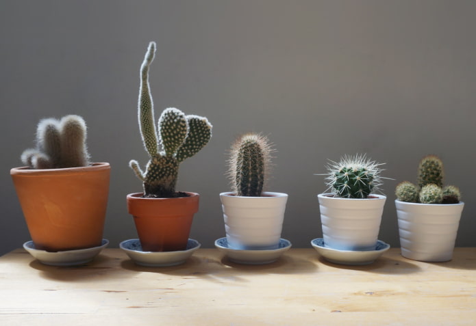 è possibile tenere i cactus in casa?