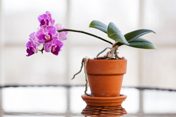 orchidee voor schaduw