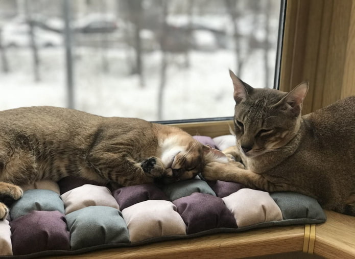kattenkussens op de vensterbank