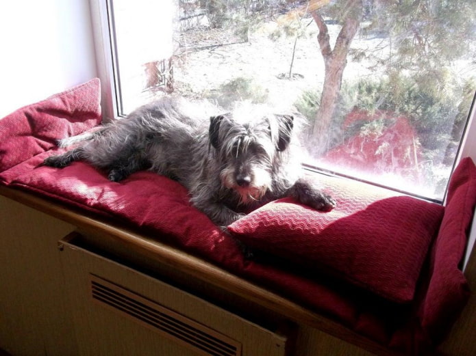 con chó trên bậu cửa sổ