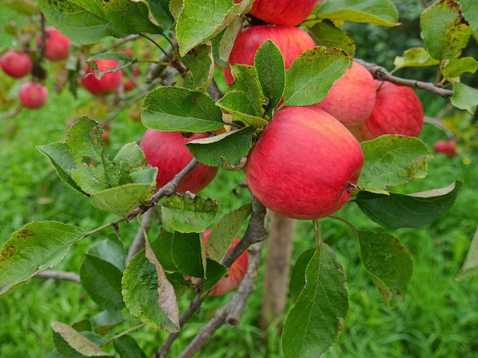 עץ תפוחים