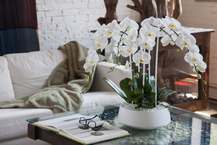 Hvid orkidé