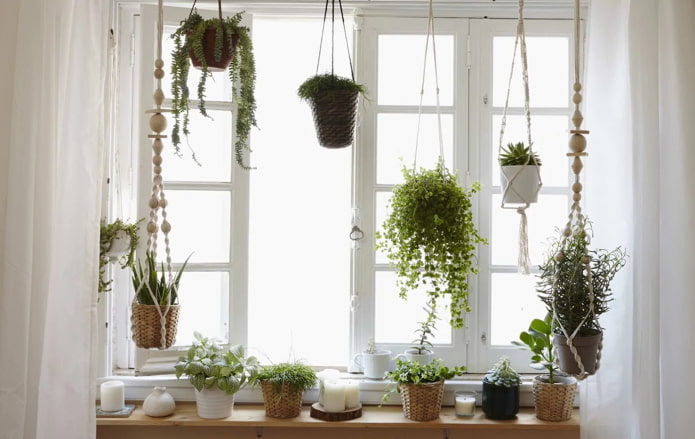 Plantes sobre cornisa cortina