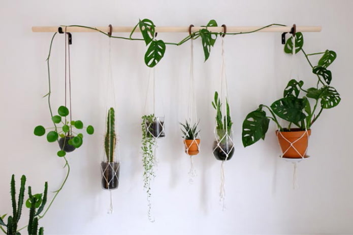 Planter på væggen på gesims