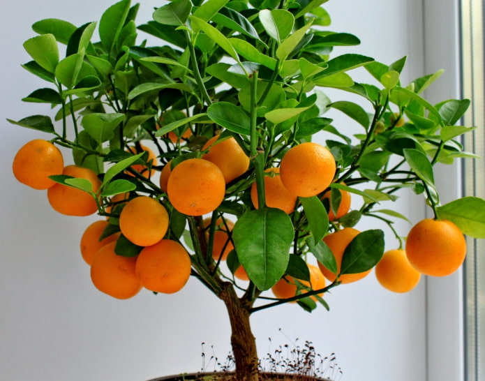 arborele mandarinei
