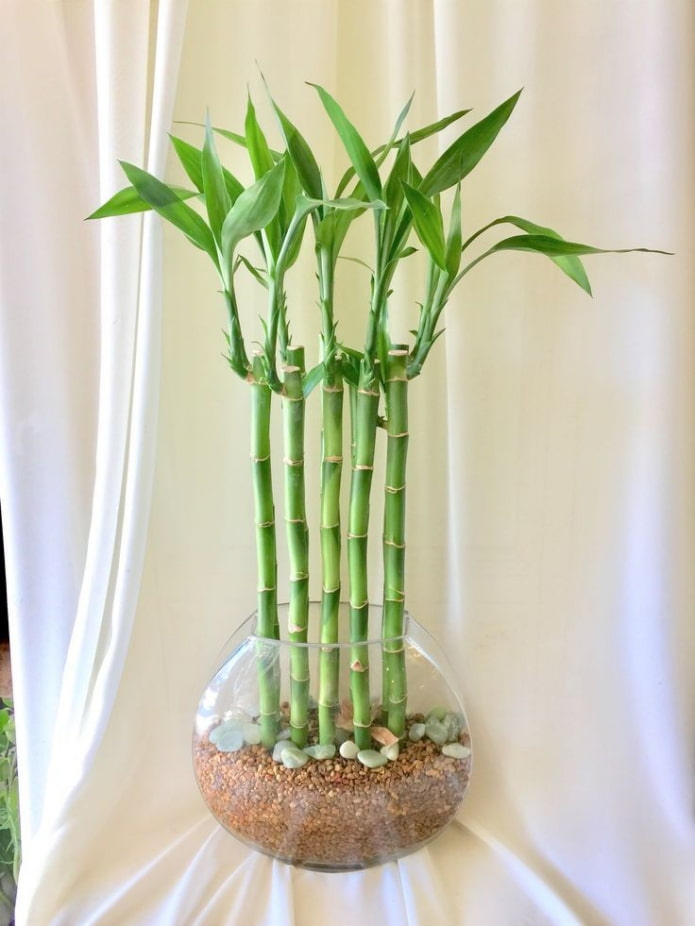 bamboe in een vaas