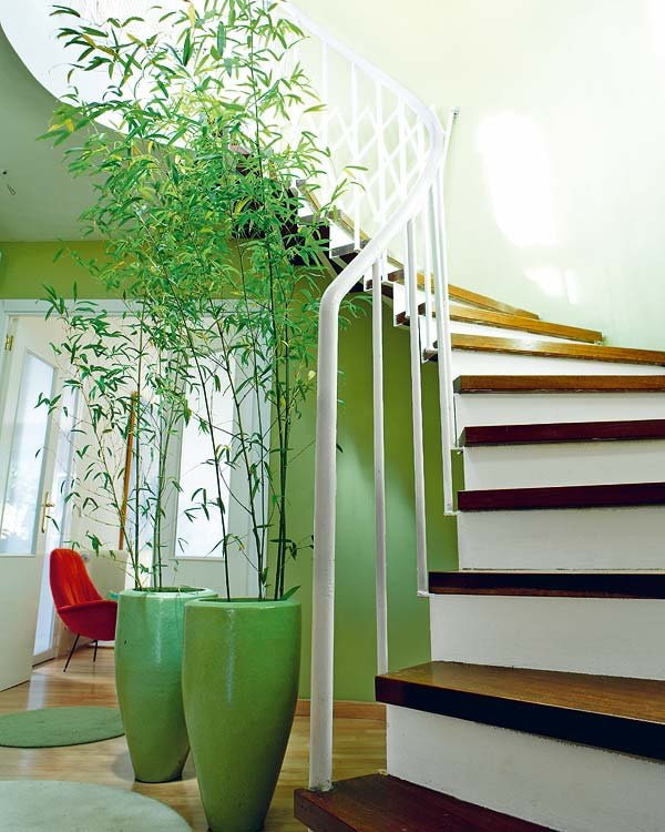 bambus v květináčích poblíž schodů