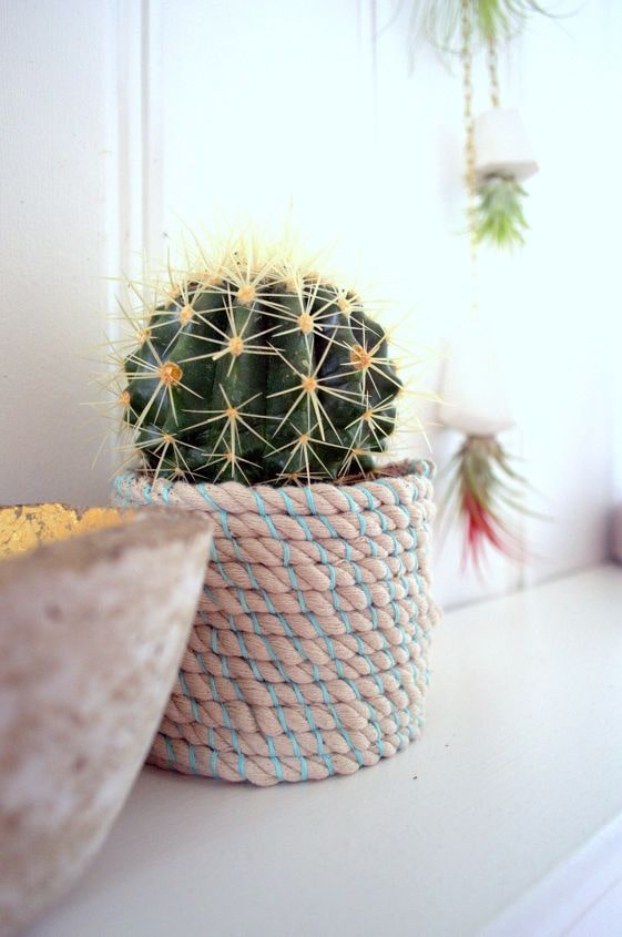 kaktus i en gryde