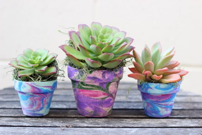 vetplanten in kleurrijke potten