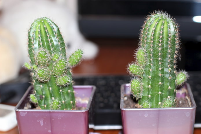 kaktusbørn
