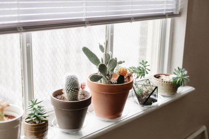 kaktus di ambang tingkap