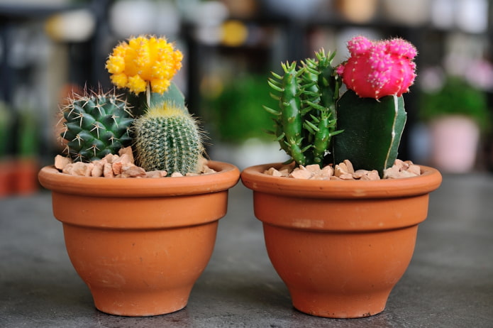 kits de cactus en una olla