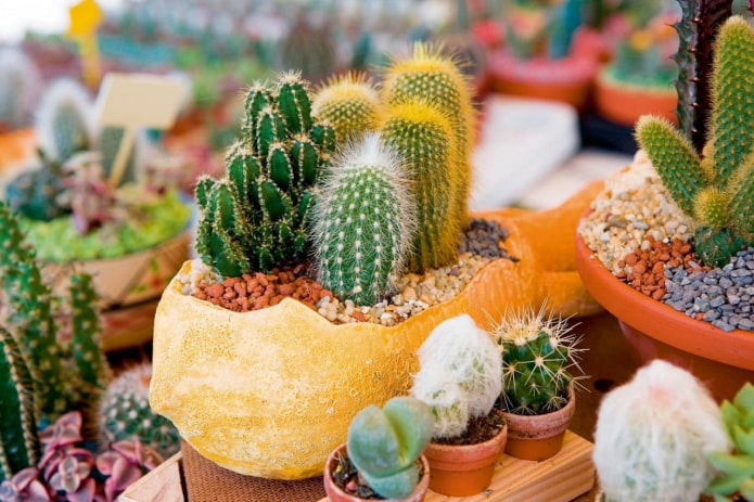 quoi faire pousser des cactus